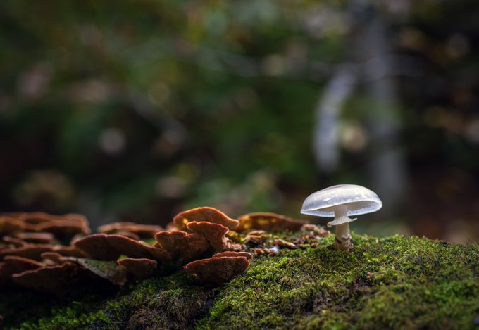 A delicate white mushroom stands on a mossy log beside clusters of brown bracket fungi, evoking the quiet guardianship of small forest creatures that protect vast ecosystems—mirroring the artwork "Little Guardian" and its message about nature's tender caretakers.