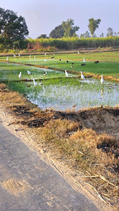 An agricultural field/rice paddy scene with white egrets and dark-colored birds foraging in shallow water, bordered by a dirt road and green vegetation under a hazy sky.