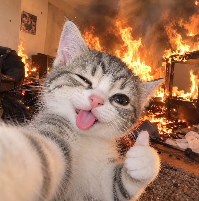 A cute tabby kitten winks and sticks out its tongue while giving a thumbs-up, with a large fire burning in the background.