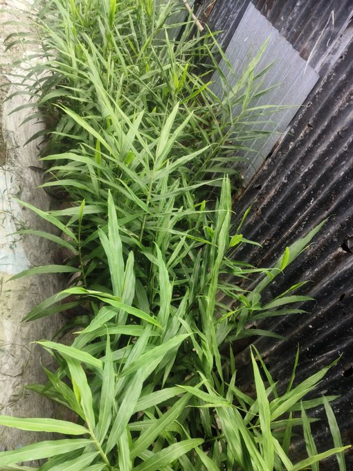 A patch of tall green grass grows alongside a dark metal fence and concrete walkway.

The image itself doesn't directly relate to the post about EthraShip or crypto, appearing instead to simply show a grassy outdoor setting.