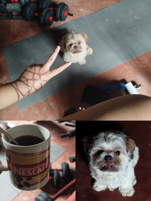 A collage of images featuring a small fluffy dog, a hand making a gesture, a Nescafe coffee mug, and some workout equipment.