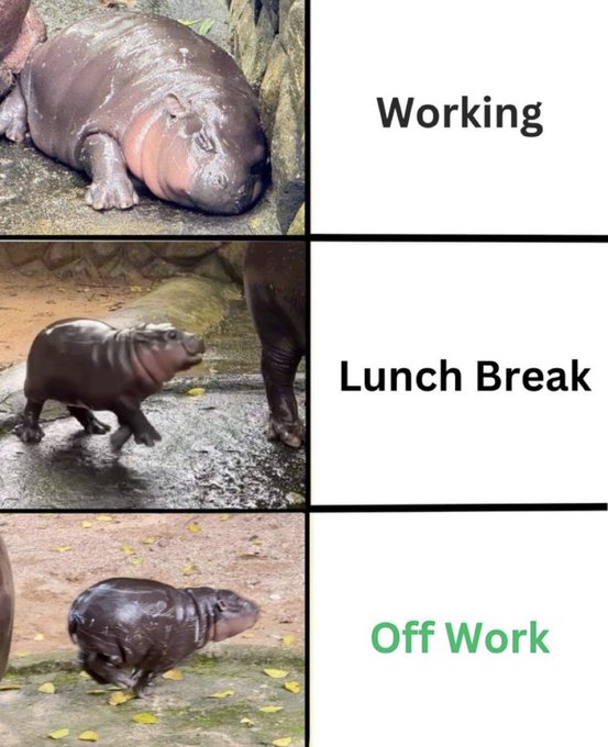 A three-panel meme shows a baby hippo: sleeping ('Working'), walking energetically ('Lunch Break'), and walking away ('Off Work').