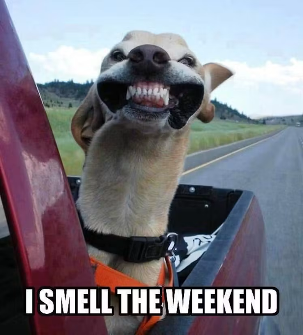 A dog with a wide, teeth-baring grin enjoys a breezy ride with its head out of a car window on an open road, captioned "I SMELL THE WEEKEND." The image humorously pairs with the "gm" (good morning) post, capturing the joyful anticipation of the weekend arriving.