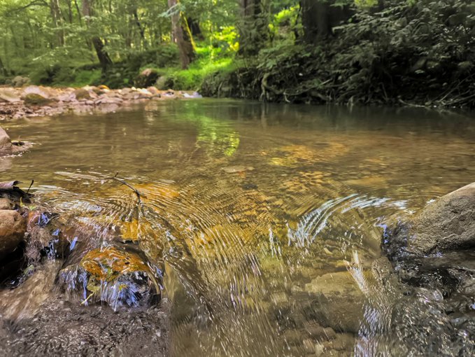 Serene nature photograph of a shallow, clear forest stream flowing over smooth rocks, with green trees and ferns lining the banks and a single fallen yellow leaf visible in the water.