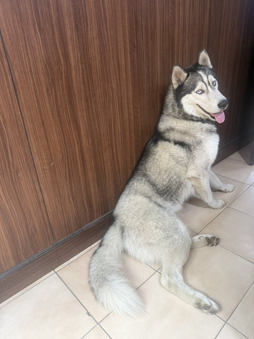 A black and white Siberian Husky with striking blue eyes sitting against a wooden cabinet, its body angled away but head turned toward the camera with its tongue out.