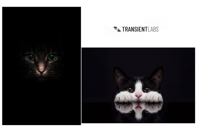 A promotional image for TRANSIENT LABS featuring two cats — a black cat peering from darkness on the left and a black and white cat resting its paws on a reflective surface on the right.