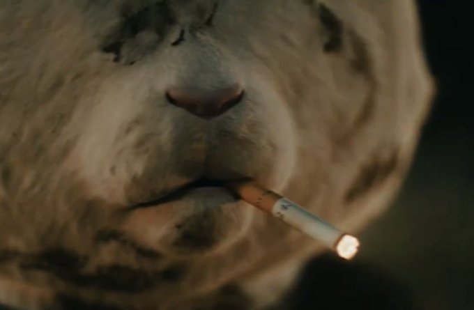 A close-up of a cheetah's face with a lit cigarette dangling from its mouth, evoking a weary or contemplative "this is fine" sentiment that visually underscores the post's prediction of further market turbulence and bearish outlook despite recent rebounds.