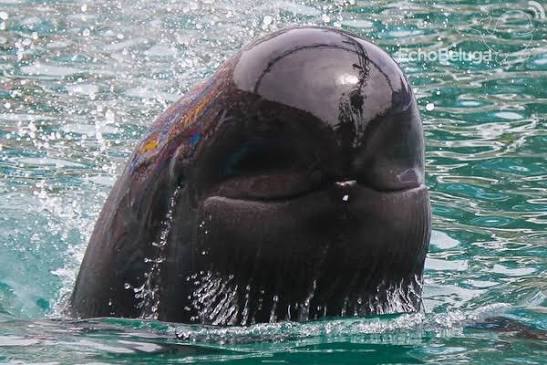 A beluga whale surfaces in blue water with a cheeky, knowing grin, with the watermark "Echobelu" visible in the upper right—fittingly capturing the "you just gotta buy some regarded stuff and see what happens" energy of embracing chaos with a smug, optimistic shrug.