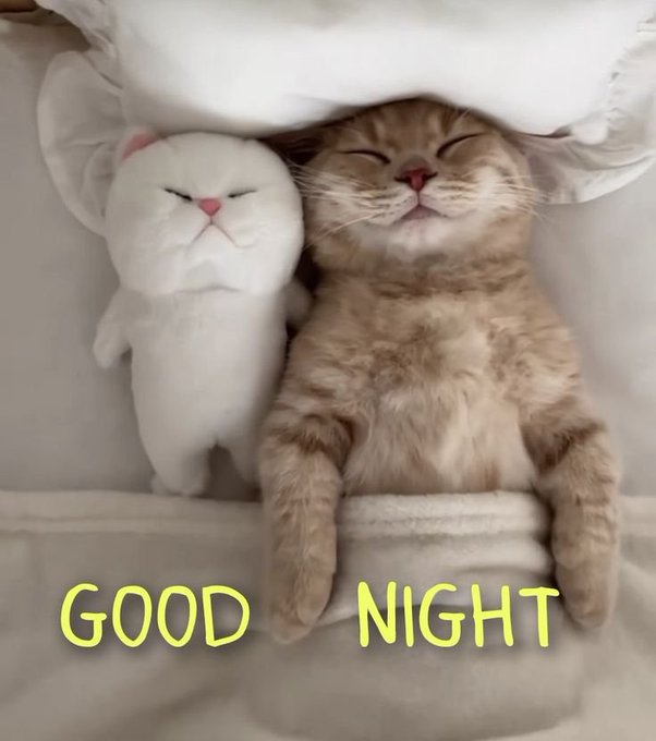 Cute image of an orange tabby cat sleeping peacefully next to a white plush cat, both looking grumpy, with the text 'GOOD NIGHT' in yellow at the bottom.