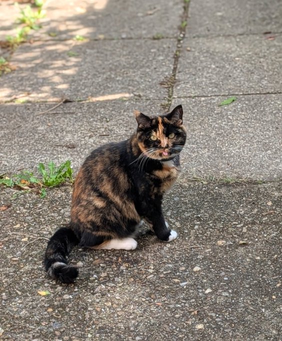 A tortoiseshell cat sits on a concrete sidewalk, looking at the camera with its tongue slightly out.