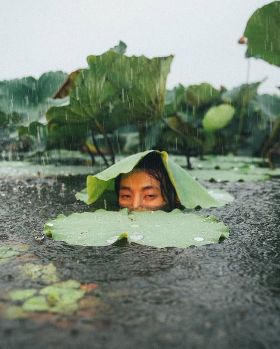 A child peeking out from under a large green lotus leaf in a pond during rainfall, with water droplets visible on the leaf and surrounding lily pads.