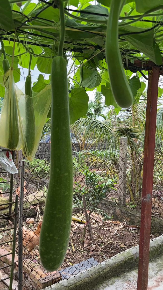 In this image, there are two large green cucumbers hanging from a wire rack or metal frame outside. The cucumbers appear to be growing in an outdoor garden setting with other plants around them. A person can also be seen near the cucumber plants, possibly tending to the garden or admiring the fresh produce.