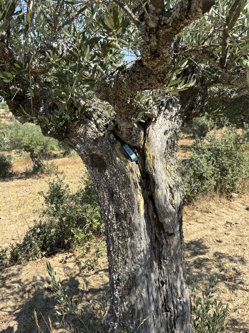 An old, gnarled olive tree in a sunny grove with dry ground and other olive trees in the background.