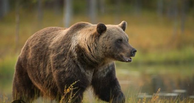 A large brown grizzly bear walks through grassy terrain with its mouth slightly open.