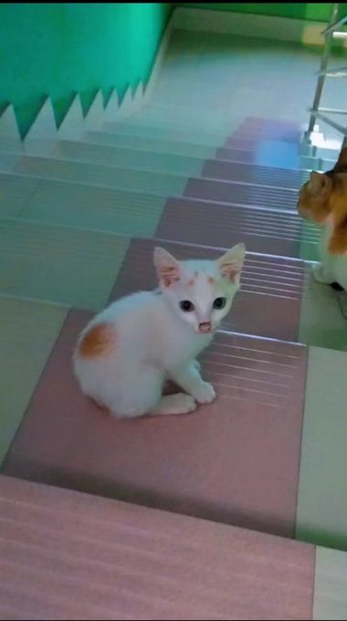The image features a white cat sitting on a pink and white tiled floor next to some stairs. The cat appears to be looking at something or someone outside of the frame. The photo has been captioned with "Most people still don't realize what's quietly building inside @quipnetwork ... From early-stage progress to steady community growth, the project has been shaping its foundation step by step", which suggests that there is a connection between the cat and the post about the Quip network.