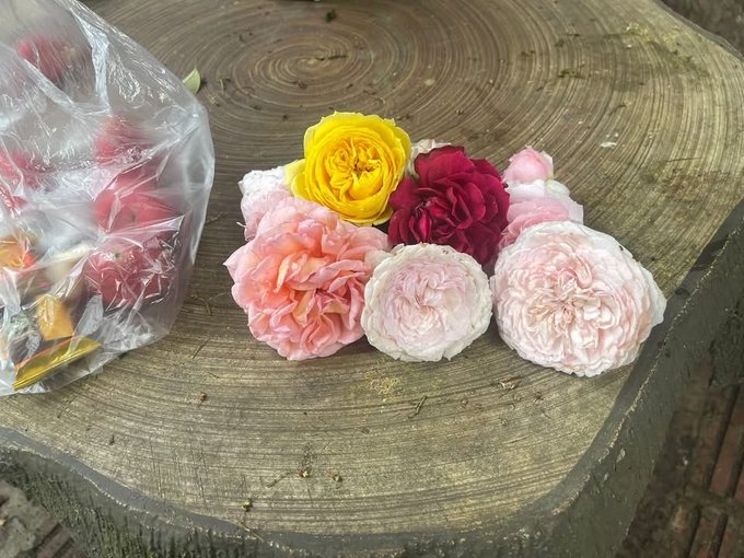A cluster of colorful roses in shades of yellow, red, and pink sits on a large, cut tree stump next to a clear plastic bag containing more flowers.
