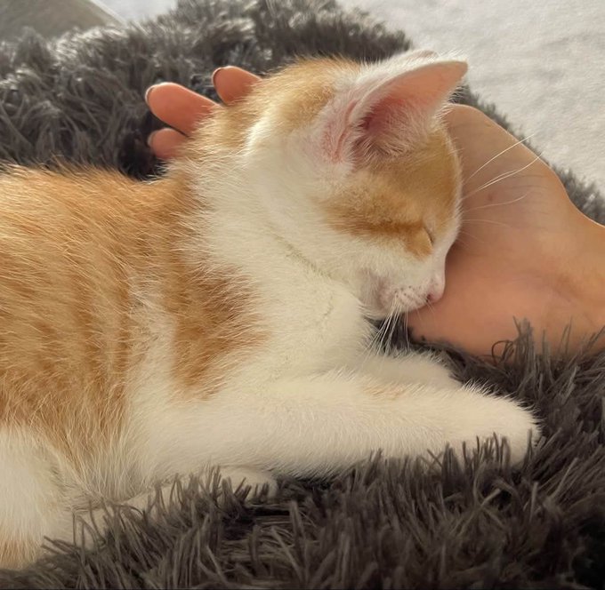 An adorable orange and white kitten sleeping peacefully while being gently petted on the head by a person's hand, resting on a gray fluffy blanket.