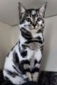 A silver tabby kitten wearing a white collar sitting upright and looking at the camera.