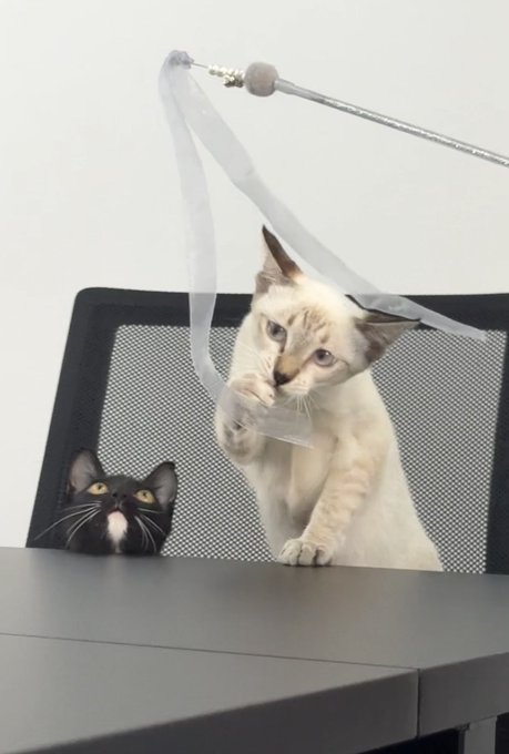 Two cats, one Siamese and one tabby, playing with a ribbon dangled from a wand toy above a desk and black mesh chair.