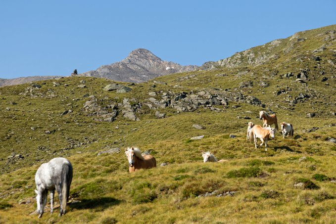 A small group of light brown, white, and tan horses graze on a grassy, rocky hillside with a rugged mountain peak in the background.