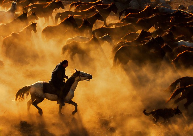 A dramatic scene of a man riding a white horse through a dusty herd of horses, with a dog running nearby in golden, hazy light.