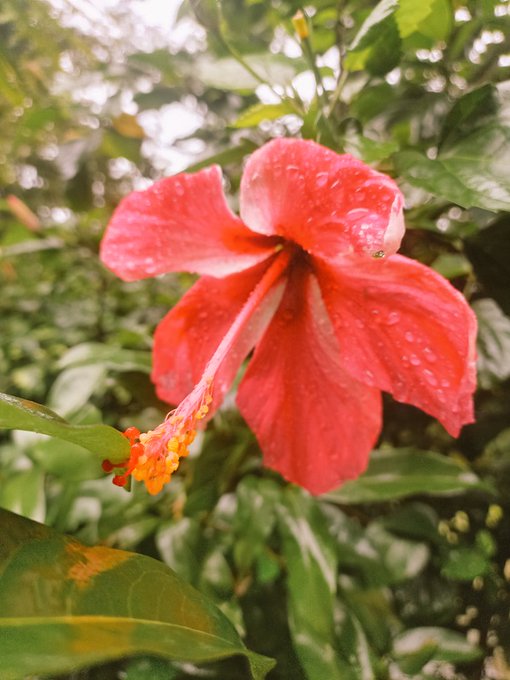 The image features a close-up view of a red hibiscus flower, showcasing its vibrant color and intricate details. The background consists of green leaves that provide a natural backdrop for the flower. The photo appears to be taken outdoors, possibly in a garden or park setting.