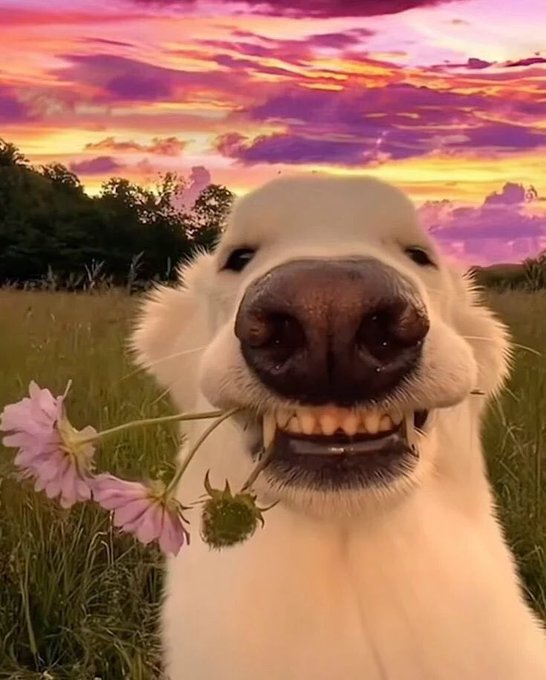 The image features a white dog with black nose holding a flower, possibly a daisy or a rose, in its mouth. The background of the photo shows a beautiful sunset over a field, creating an interesting contrast between the natural beauty of the scene and the playful interaction between the dog and the flower.