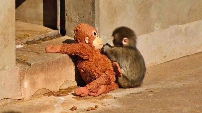 A small Japanese macaque monkey named Punch sits on a concrete surface beside a worn brown teddy bear, appearing to embrace or groom the stuffed toy in what looks like a zoo enclosure, perfectly illustrating the post's message that the $PUNCH memecoin is backed by a real, living animal at a Japanese zoo whose community-supported care gives the token genuine meaning beyond a typical picture-and-promise cryptocurrency.