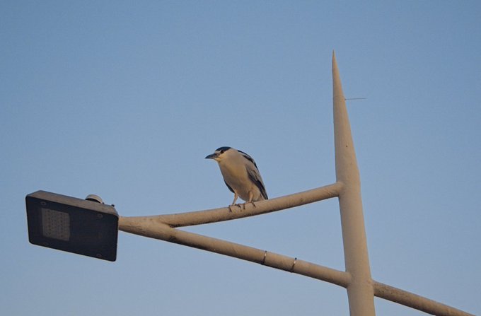 A bird perched on a tall metal streetlight pole against a clear blue sky, with a street lamp attached to the structure.