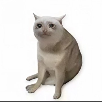A light-colored cat with a slender build sitting against a white background, looking upward.