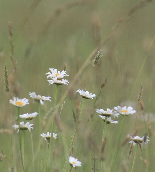 A nature photograph of white daisies with yellow centers growing in a green grassy field, with a soft, blurred background.