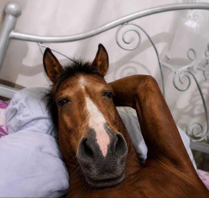 A close-up of a brown horse with a white blaze resting its head on a pillow next to an ornate white metal bed frame.