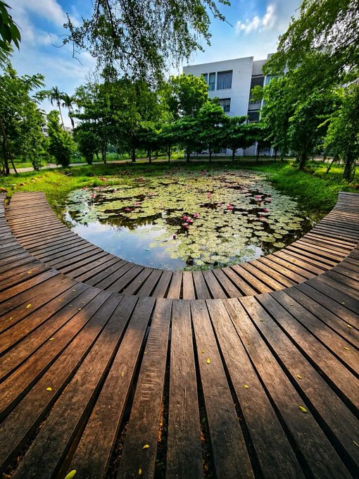 A serene photograph of a wooden boardwalk curving around a lotus pond surrounded by lush greenery, with a white modern building visible in the background.