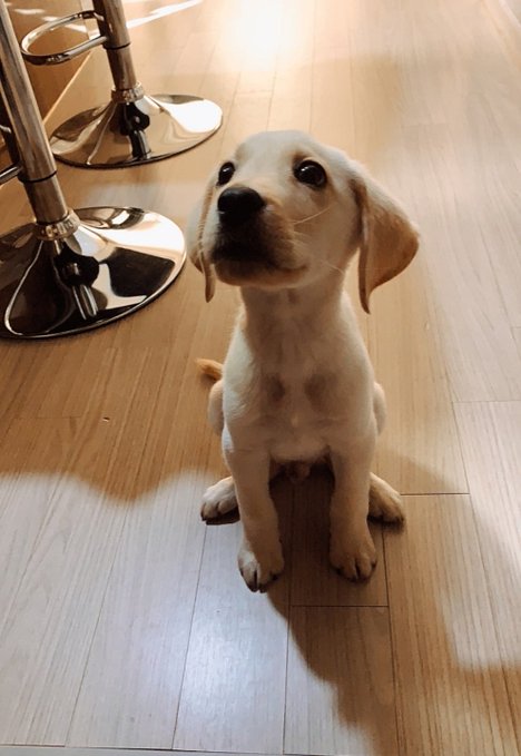 A small cream-colored puppy sits on a wooden floor near the metallic base of a bar stool, looking up at the camera.