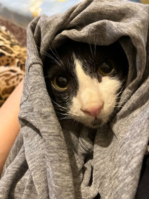 A black and white cat is wrapped snugly in a gray t-shirt like a hood, staring at the camera with large yellow eyes next to a person's leg.