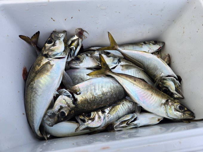A cooler filled with a fresh catch of silvery mackerel fish piled together.