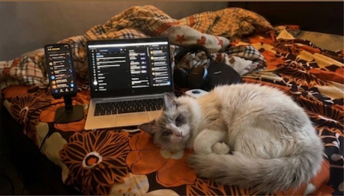 A fluffy cream and gray cat lounges on an orange and black floral bedspread next to an open laptop displaying lines of code, with a smartphone mounted on a stand showing a messaging app—capturing a relatable moment of cozy work-from-home life alongside a feline companion while learning blockchain security.