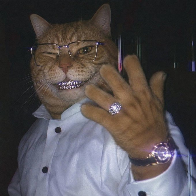 Photograph of an orange tabby cat wearing glasses, a white button-up shirt, a diamond ring, and a watch, holding up its paw toward the camera.