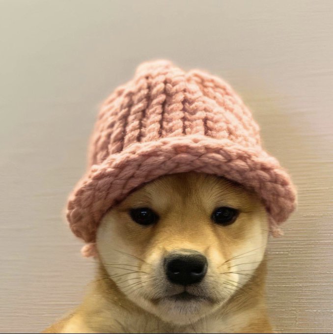 A Shiba Inu dog wearing a pink knitted hat, the iconic mascot of the $WIF (dogwifhat) Solana memecoin, pictured as part of an airdrop giveaway promotion. The cute, meme-worthy image aligns with the post's promise to send $1,000 worth of $WIF tokens to 10 randomly selected commenters who repost.