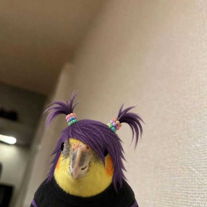 A colorful parrot wearing a purple wig with colorful beads, styled in pigtails.