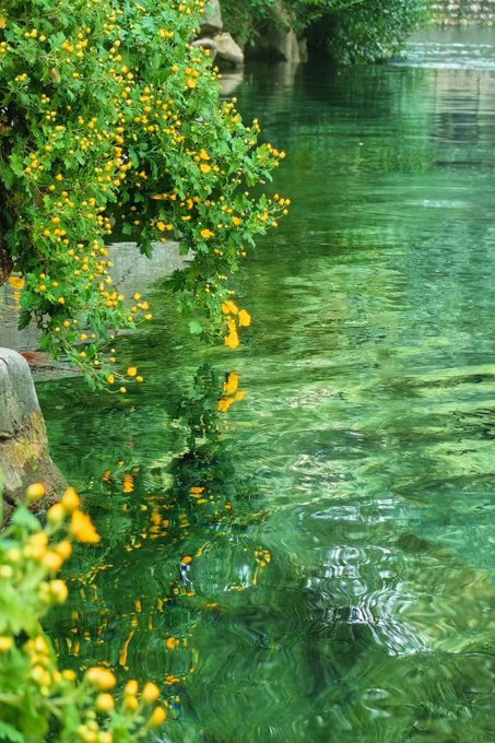 A serene photograph of yellow flowers cascading over a rocky bank into clear, green-tinted water with visible underwater stones and gentle ripples.