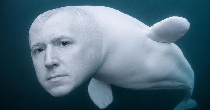 A humorous image showing a man's face (appearing to be a political figure) photoshopped onto the body of a beluga whale, swimming underwater.