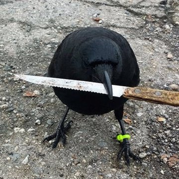 A black crow standing on gravel holding a serrated knife in its beak, wearing a yellow leg band.