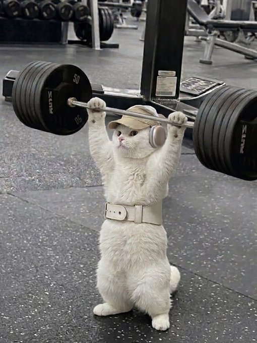 A humorous edited photo of a white cat standing on its hind legs wearing a weightlifting belt, cap, and headphones, lifting a heavy barbell in a gym.