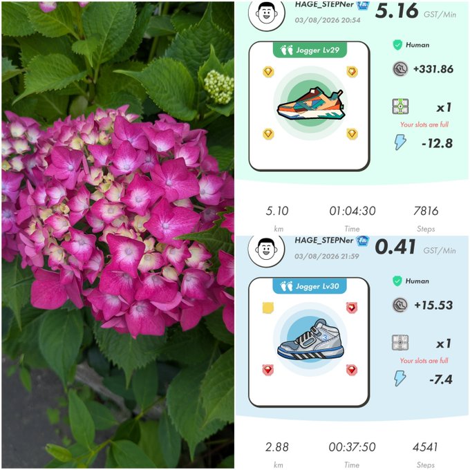 A split image showing pink hydrangea flowers beside a STEPN app interface displaying 'HAGE_STEPNer' user stats with Jogger Lv29 and Lv30 NFTs, showing earnings of 5.16 and 0.41 GST/Min, 7816 and 4541 steps, and energy costs.