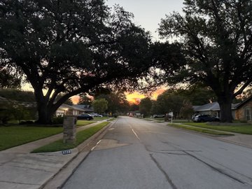 A tranquil suburban street lined with large trees at sunset, with warm golden light glowing through the branches and houses visible in the distance.