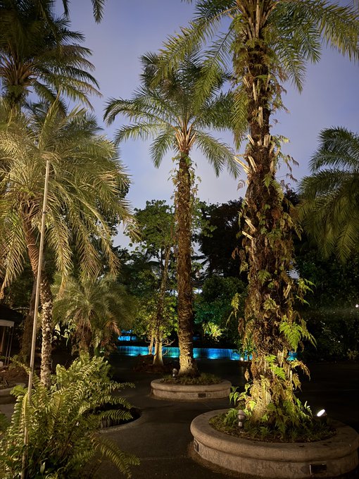 A nighttime view of a tropical garden featuring tall palm trees in circular stone planters, with a brightly lit blue swimming pool visible in the background.