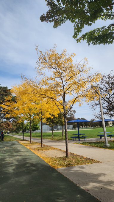 A row of trees with vibrant yellow autumn leaves lines a paved walkway in a park setting under sunny skies.