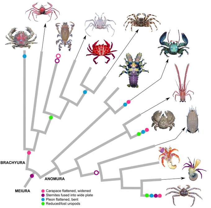 A phylogenetic tree diagram shows the evolutionary relationships of crustaceans, branching from MEIURA into BRACHYURA and ANOMURA, with various crab and crustacean species depicted at the branch tips and a color-coded legend for traits like 'Carapace flattened, widened' and 'Reduced/lost uropods'.