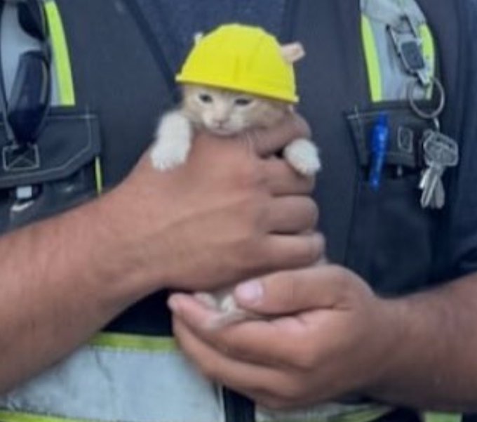 A firefighter gently cradles a small orange kitten wearing a yellow hard hat, demonstrating the careful, protective way to hold delicate cargo—much like one would handle precious "Sue bags."